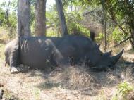 Носорог (фото Д.М. Бондаренко)