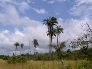 Реликтовый лес под Лагосом (фото А.А. Банщиковой)