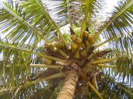Кокосовая пальма (фото А.А. Банщиковой)