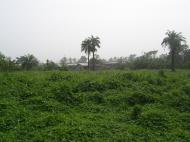 Сельский ландшафт. На пути из Абеокуты в Ибадан (фото Д.А. Халтуриной)
